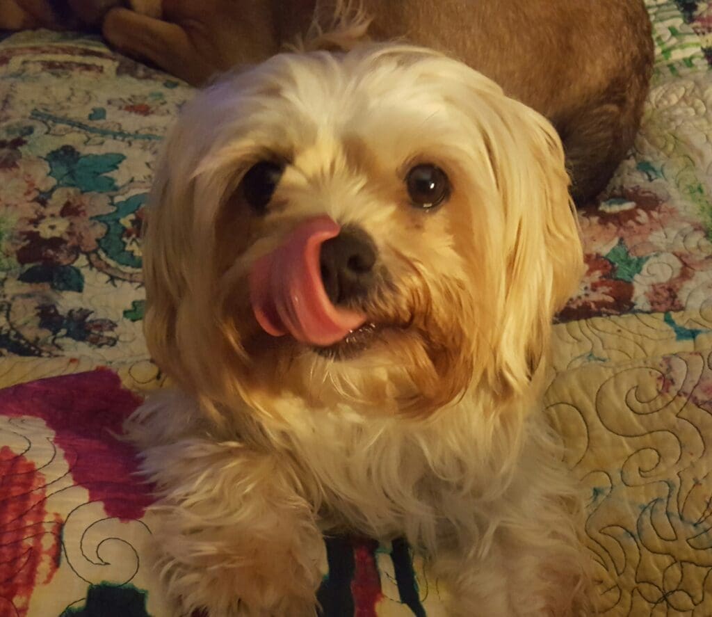 Cute little dog licking its own nose